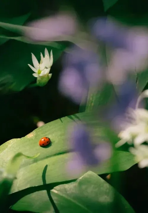 A macro shot of a ladybug climbing on a leaf.
