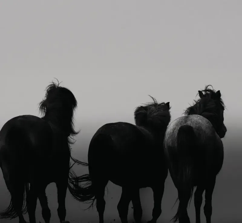 Black and white image of horses in a field