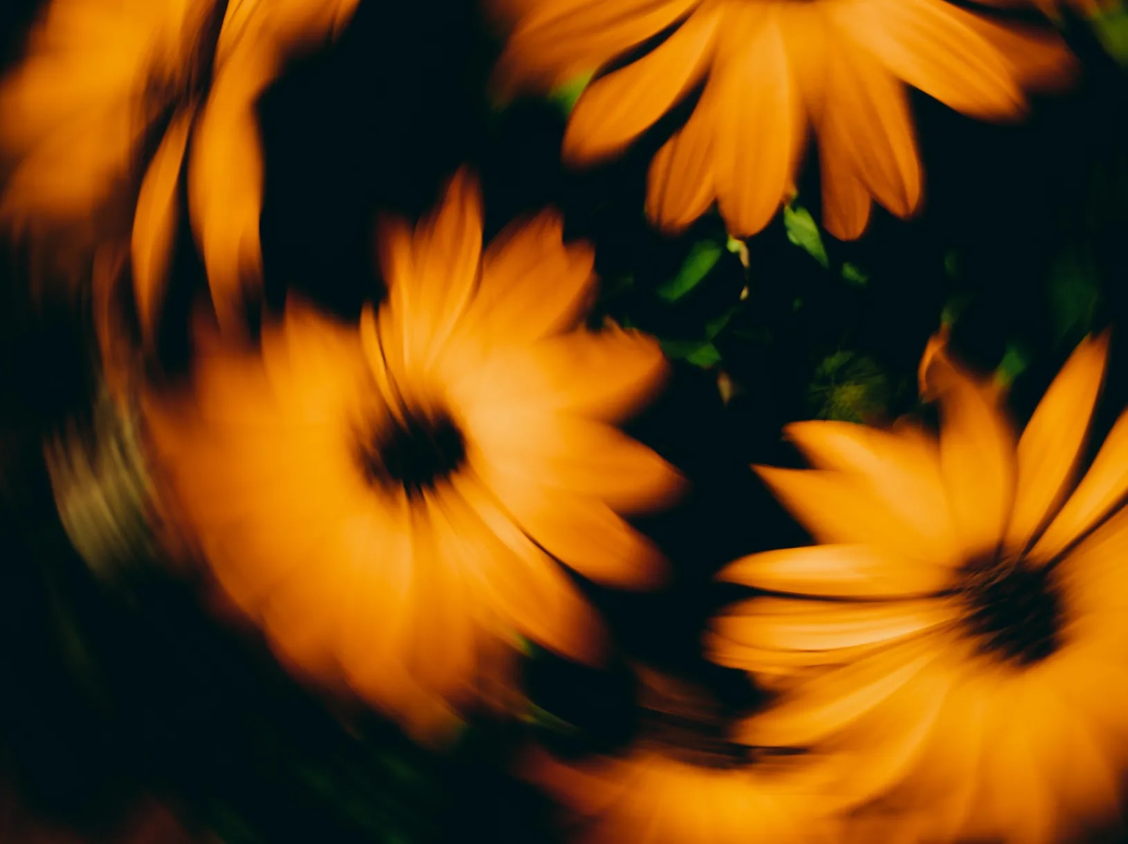 A blurred image of bright yellow flowers